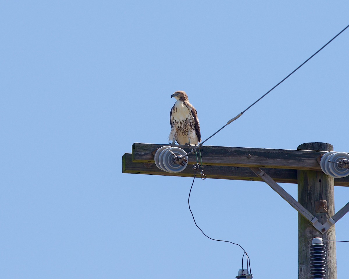 Red-tailed Hawk - ML612218984