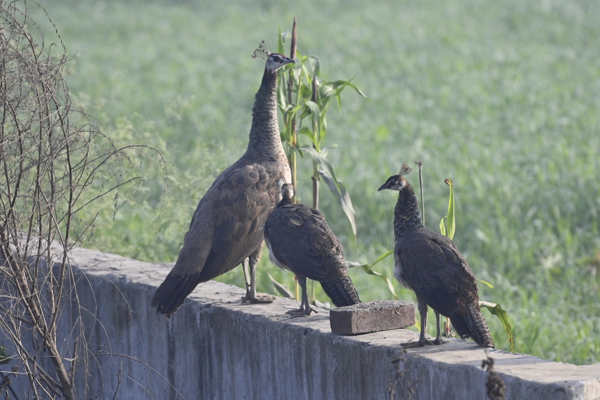 Indian Peafowl - ML612219168