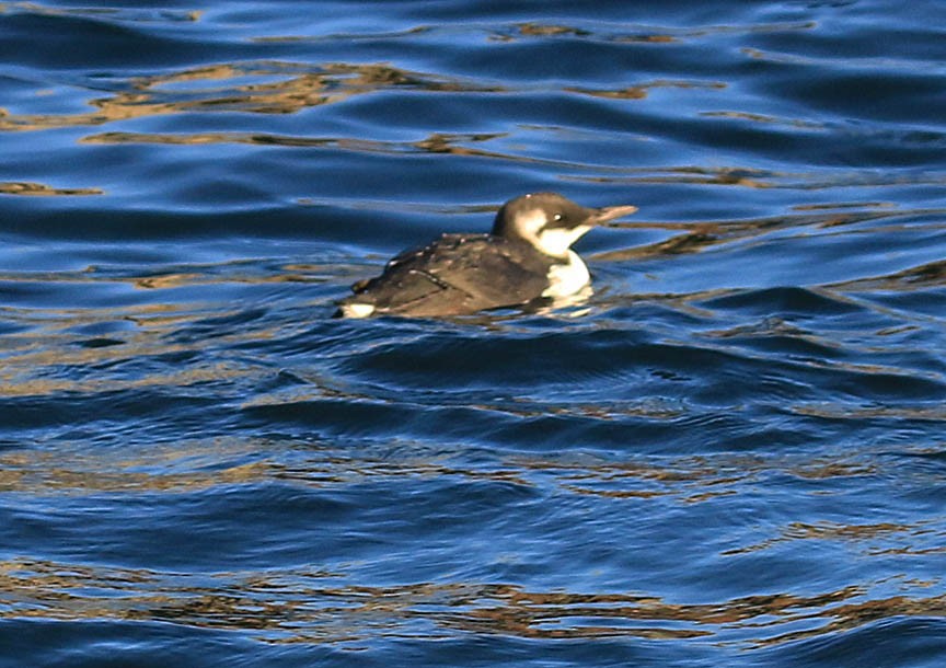 Common Murre - ML612219183