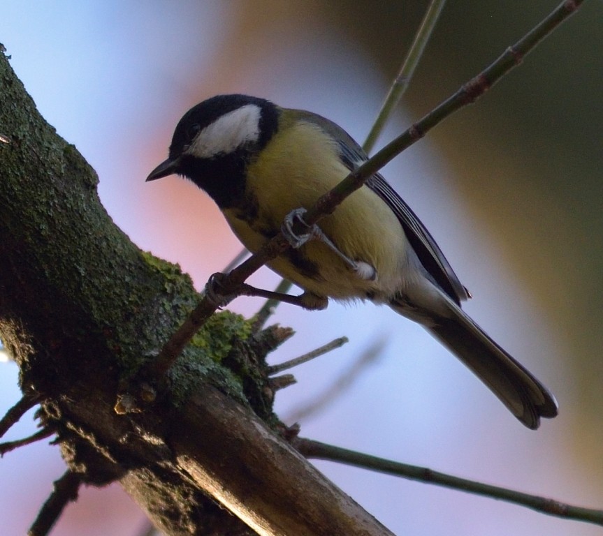 Great Tit - ML612219210