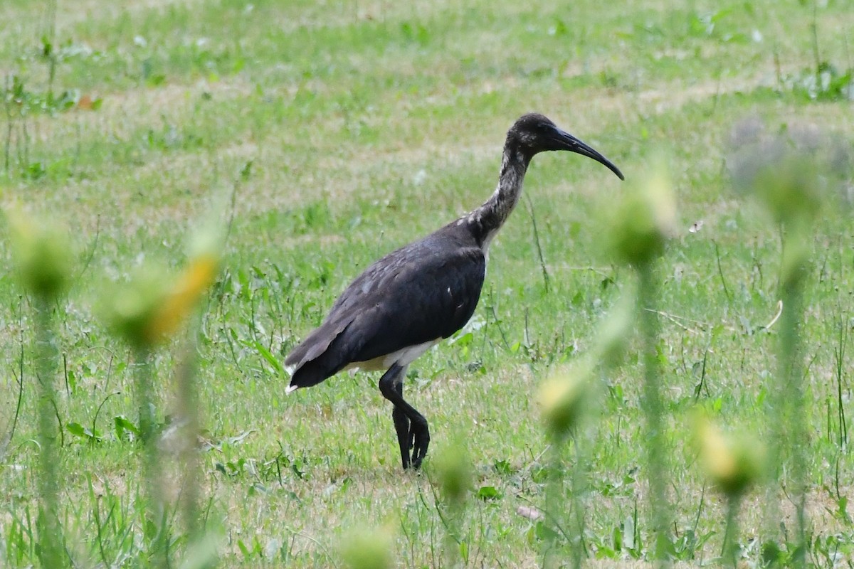 Straw-necked Ibis - ML612219213