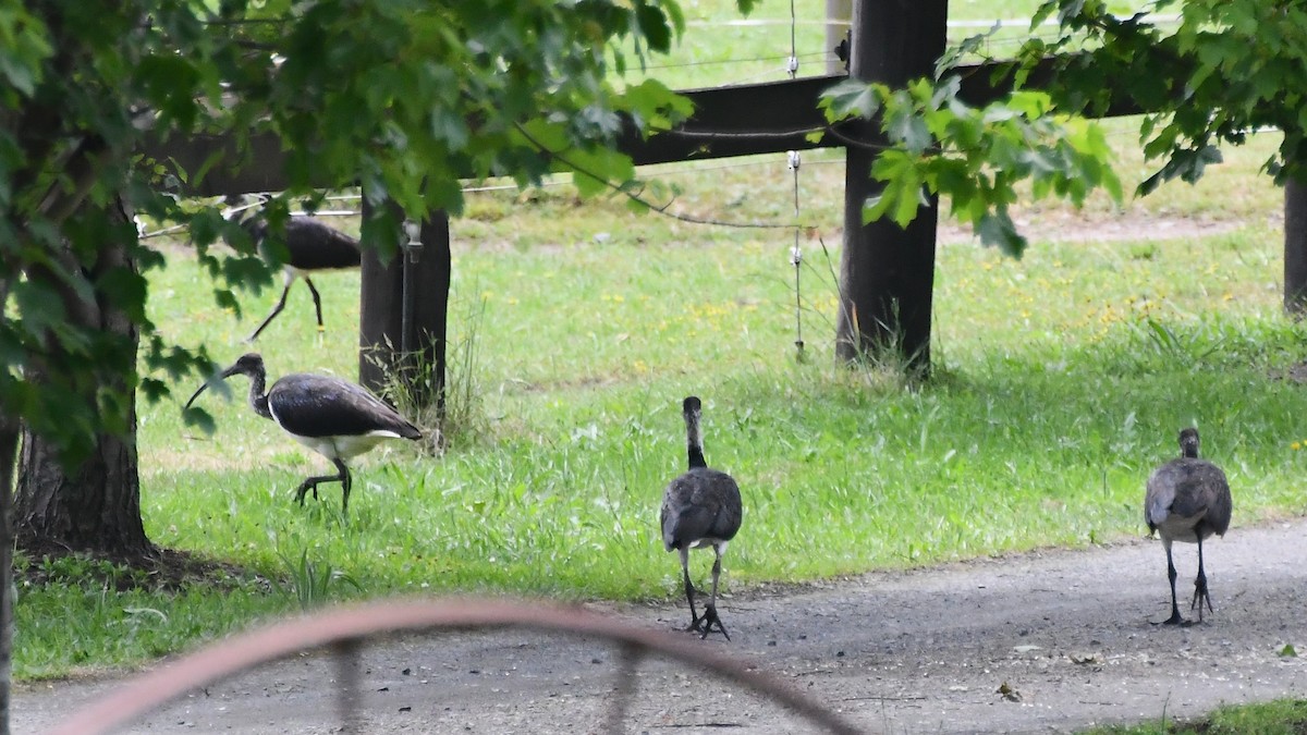 Straw-necked Ibis - ML612219215