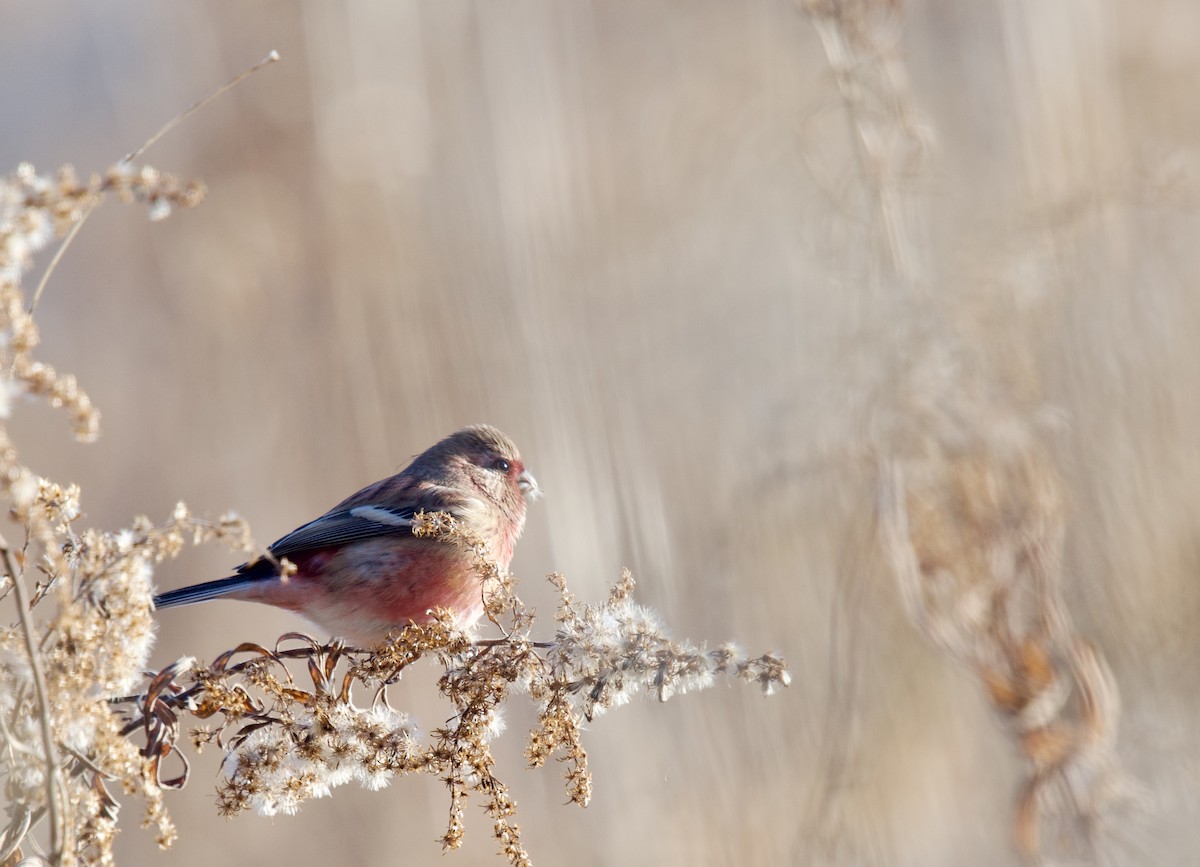 Long-tailed Rosefinch - ML612219225