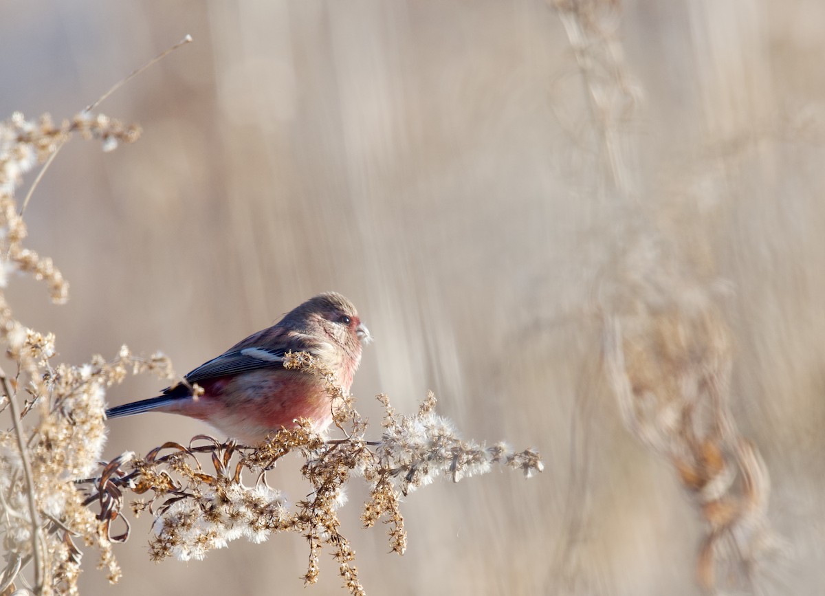 Long-tailed Rosefinch - Anonymous