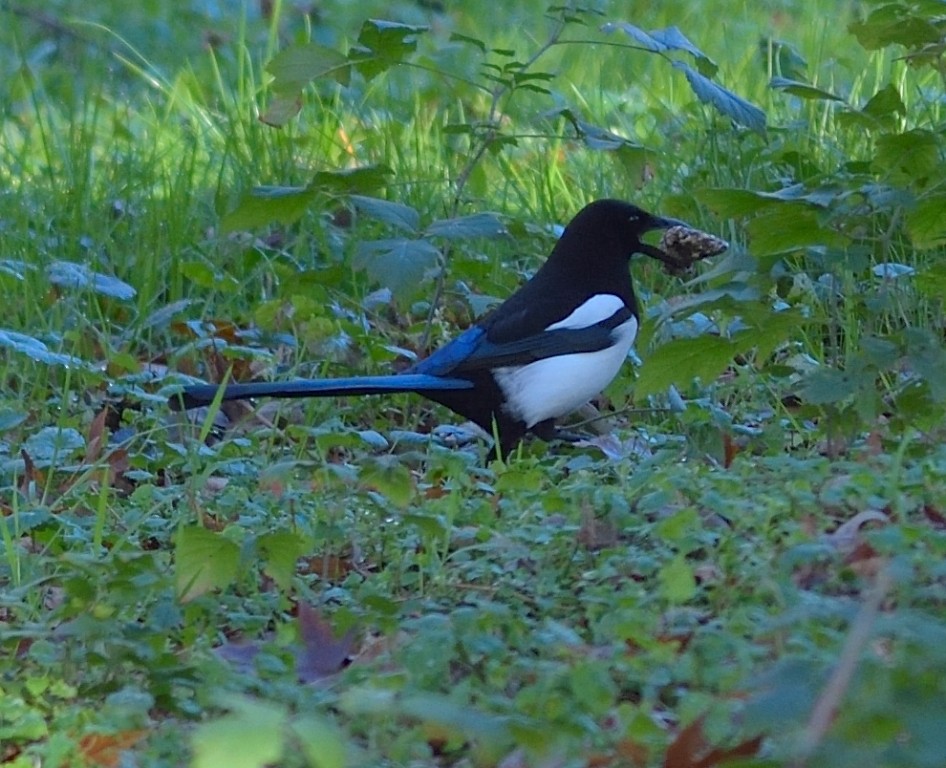 Eurasian Magpie - ML612219235