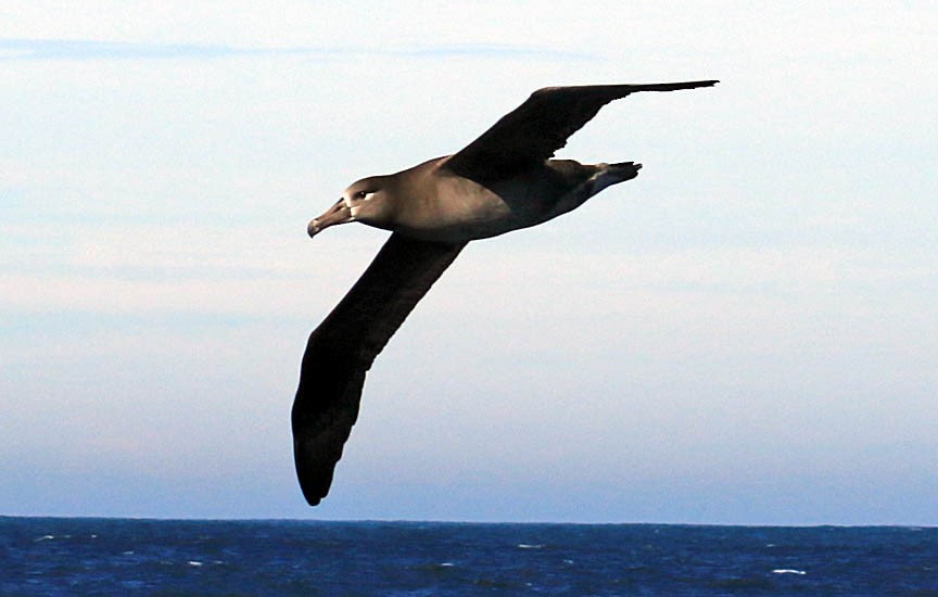 Черноногий альбатрос - ML612219238