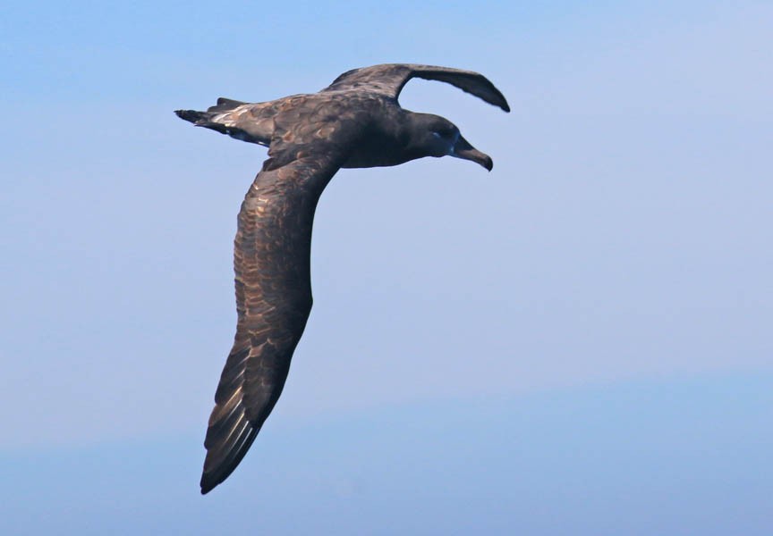 Black-footed Albatross - ML612219239