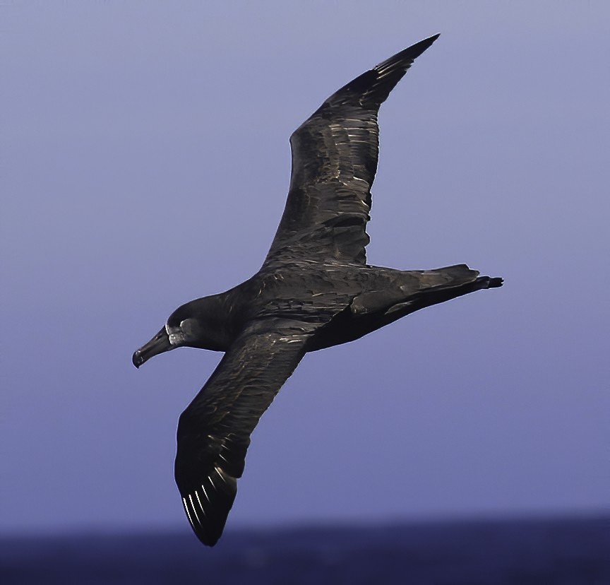 Черноногий альбатрос - ML612219242