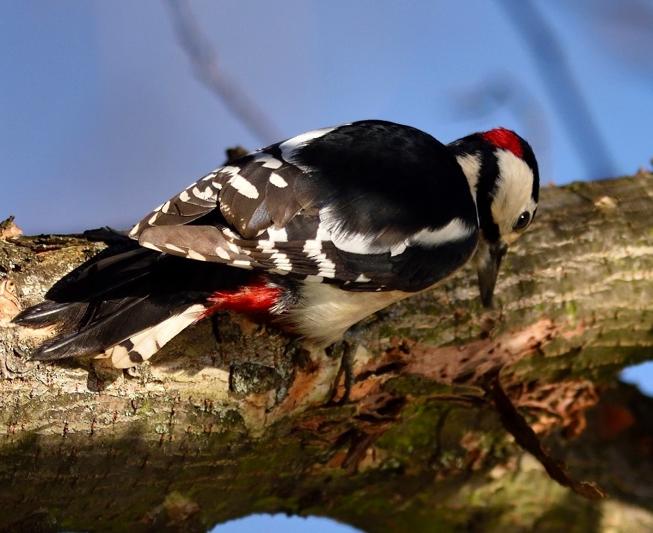 Great Spotted Woodpecker - ML612219249