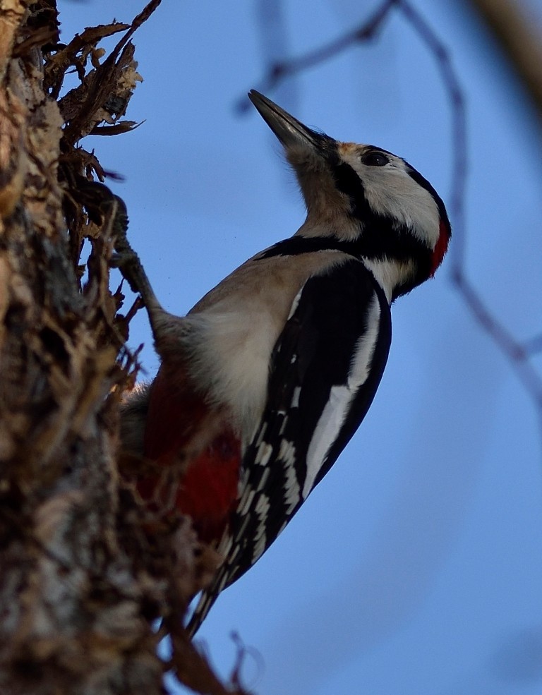 Great Spotted Woodpecker - ML612219250