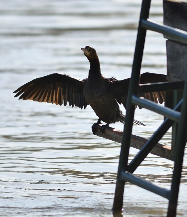 Pygmy Cormorant - ML612219258