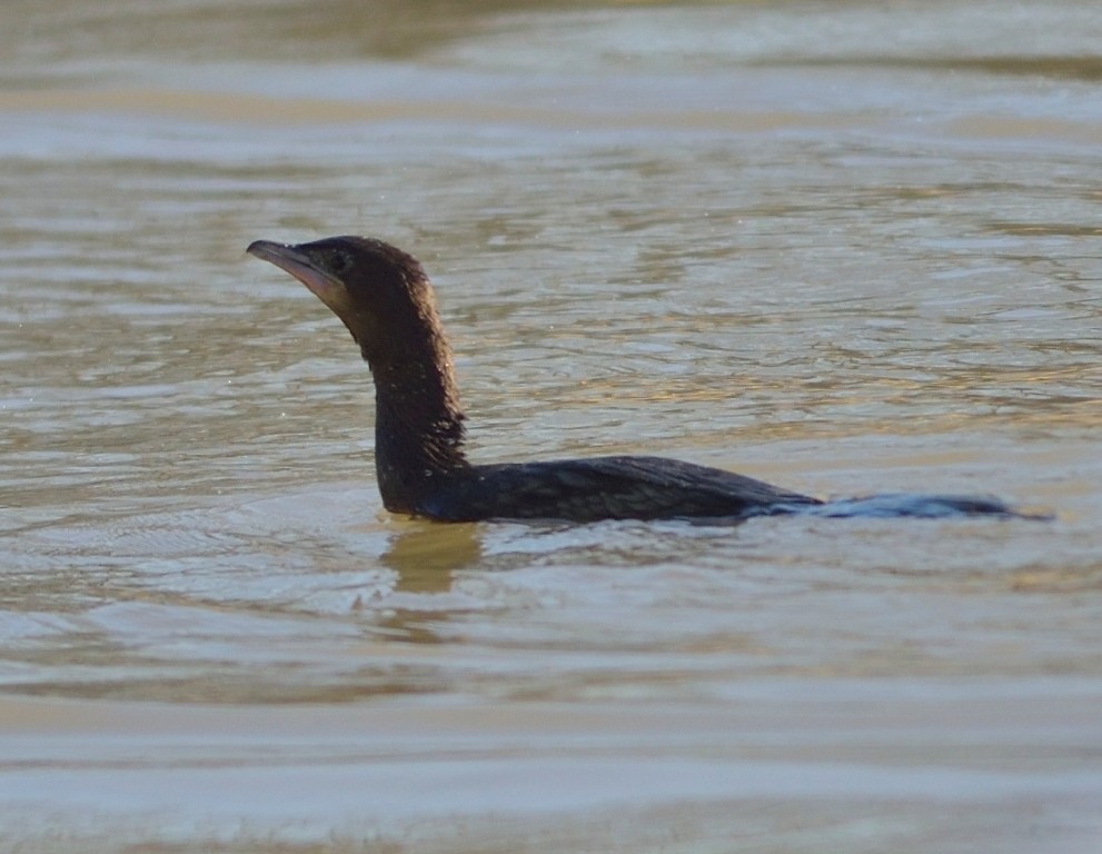 Pygmy Cormorant - ML612219263