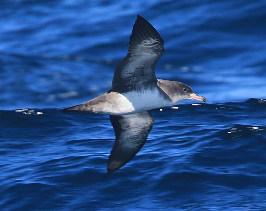 Pink-footed Shearwater - ML612219270