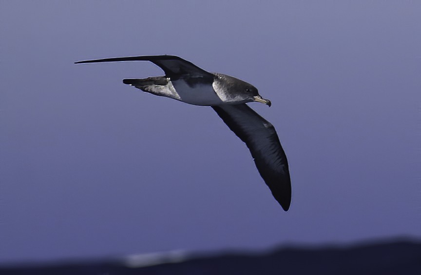 Pink-footed Shearwater - ML612219271