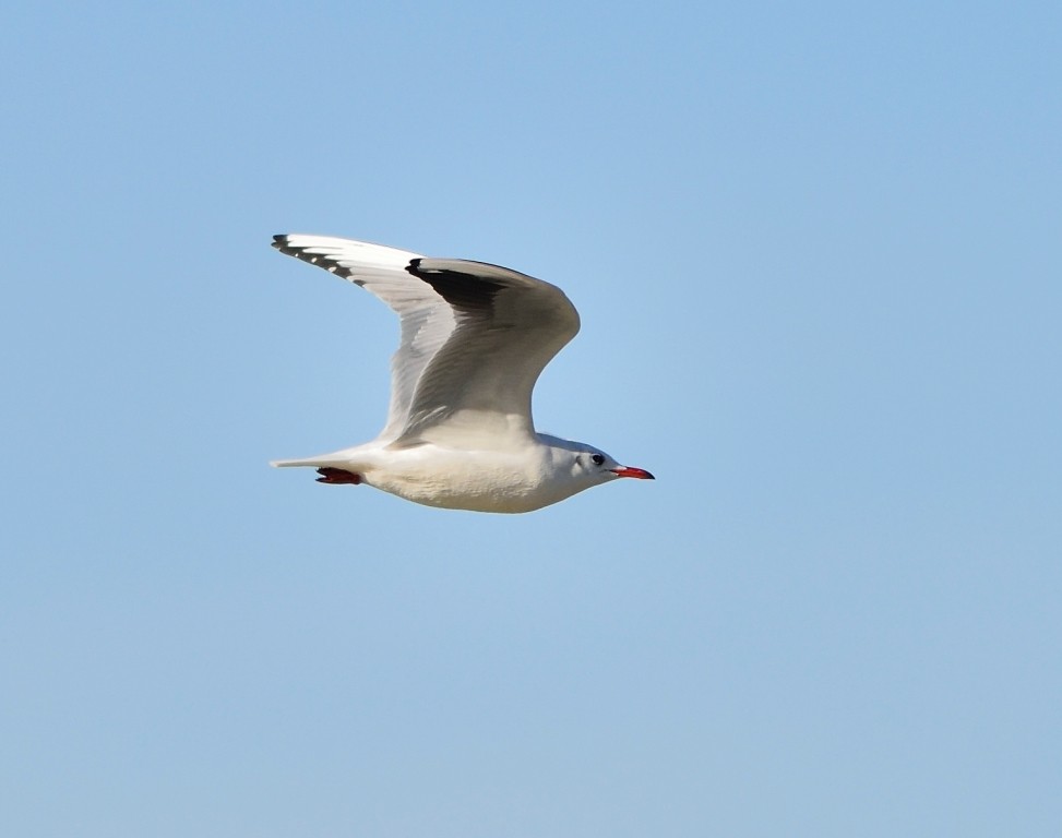 Black-headed Gull - ML612219275