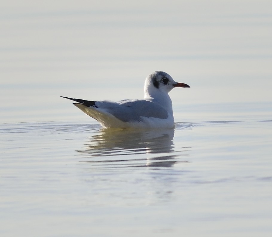 Black-headed Gull - ML612219276