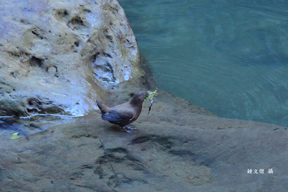 Brown Dipper - ML612219288