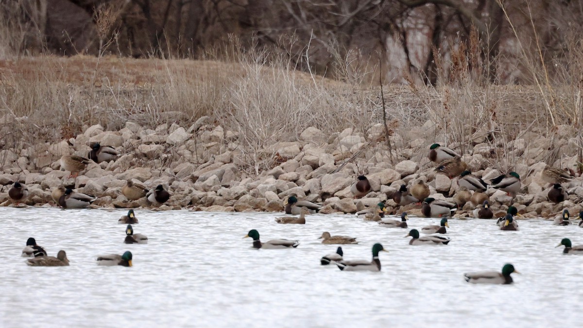 Mallard - Rita Flohr