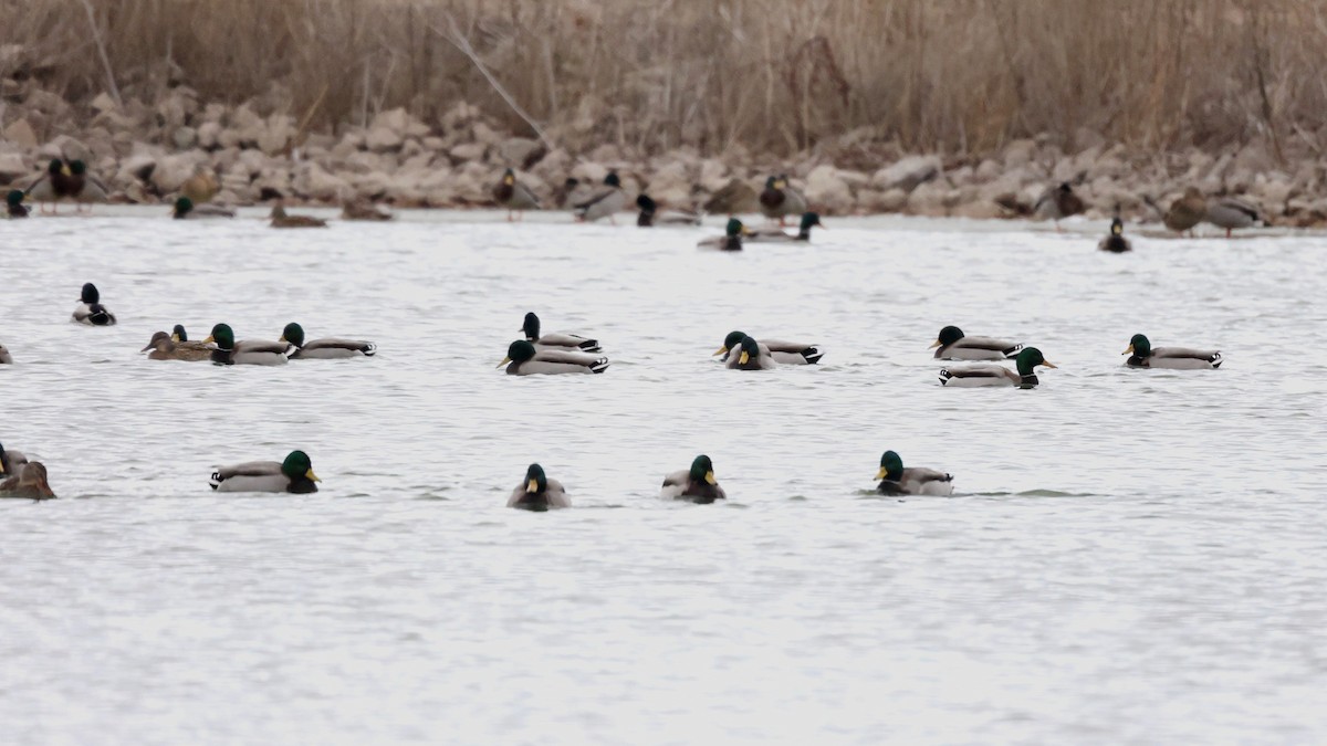 Mallard - Rita Flohr