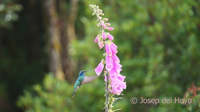 Colibrí Oreja Violeta Menor - ML612219485