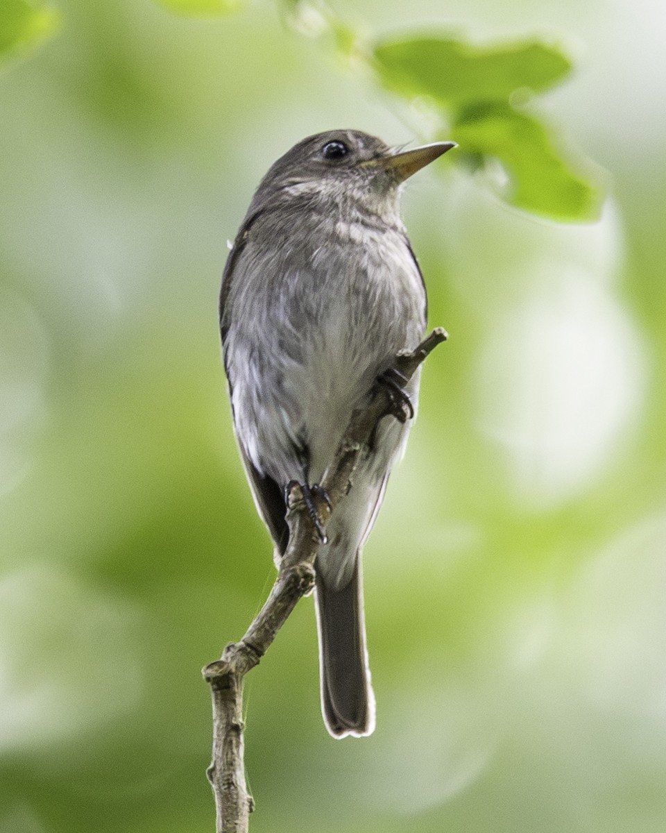 Ashy-breasted Flycatcher - Enrico Legaspi