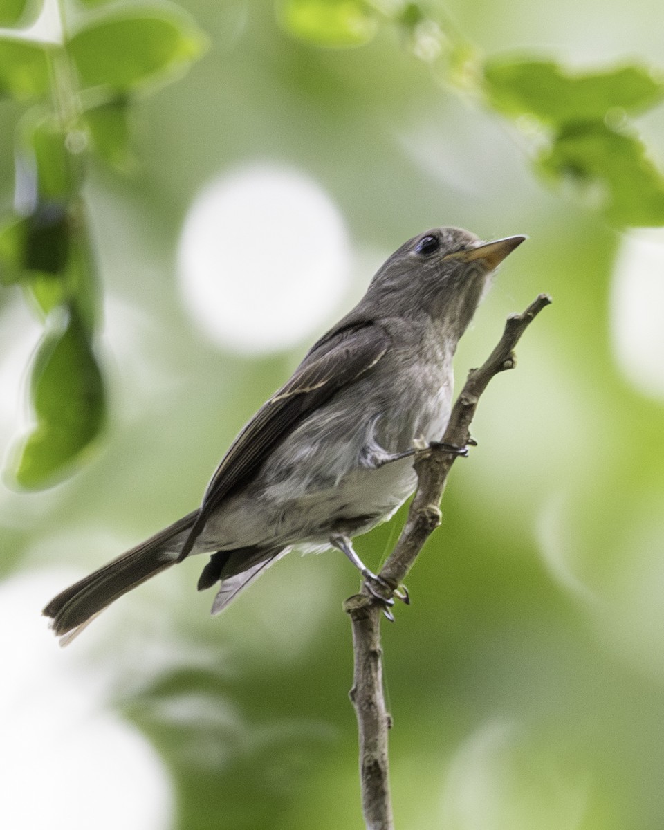 Ashy-breasted Flycatcher - ML612219495