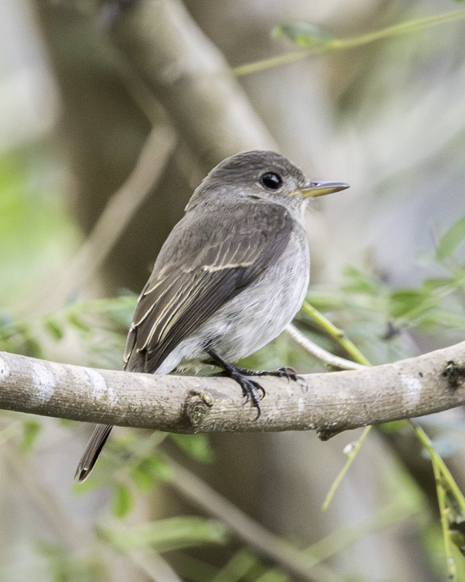 Ashy-breasted Flycatcher - ML612219496