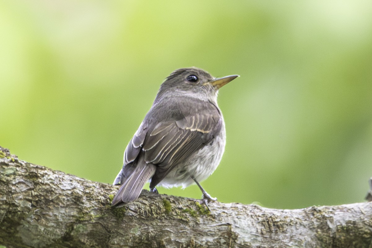 Ashy-breasted Flycatcher - Enrico Legaspi