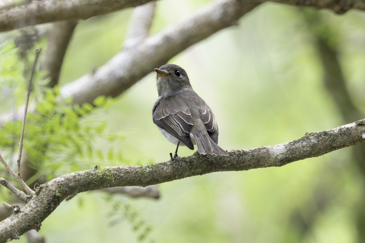 Ashy-breasted Flycatcher - ML612219498