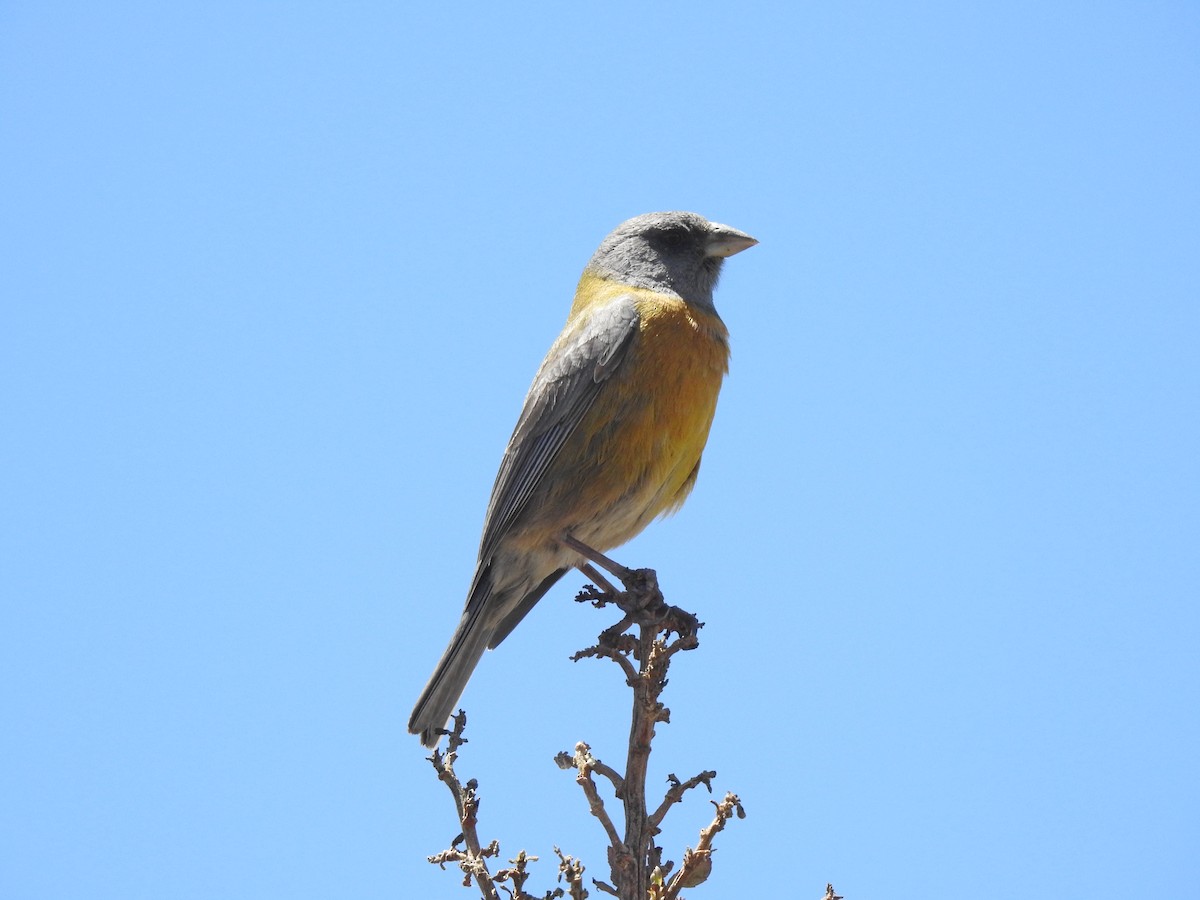 Peruvian Sierra Finch - Mark Nodine
