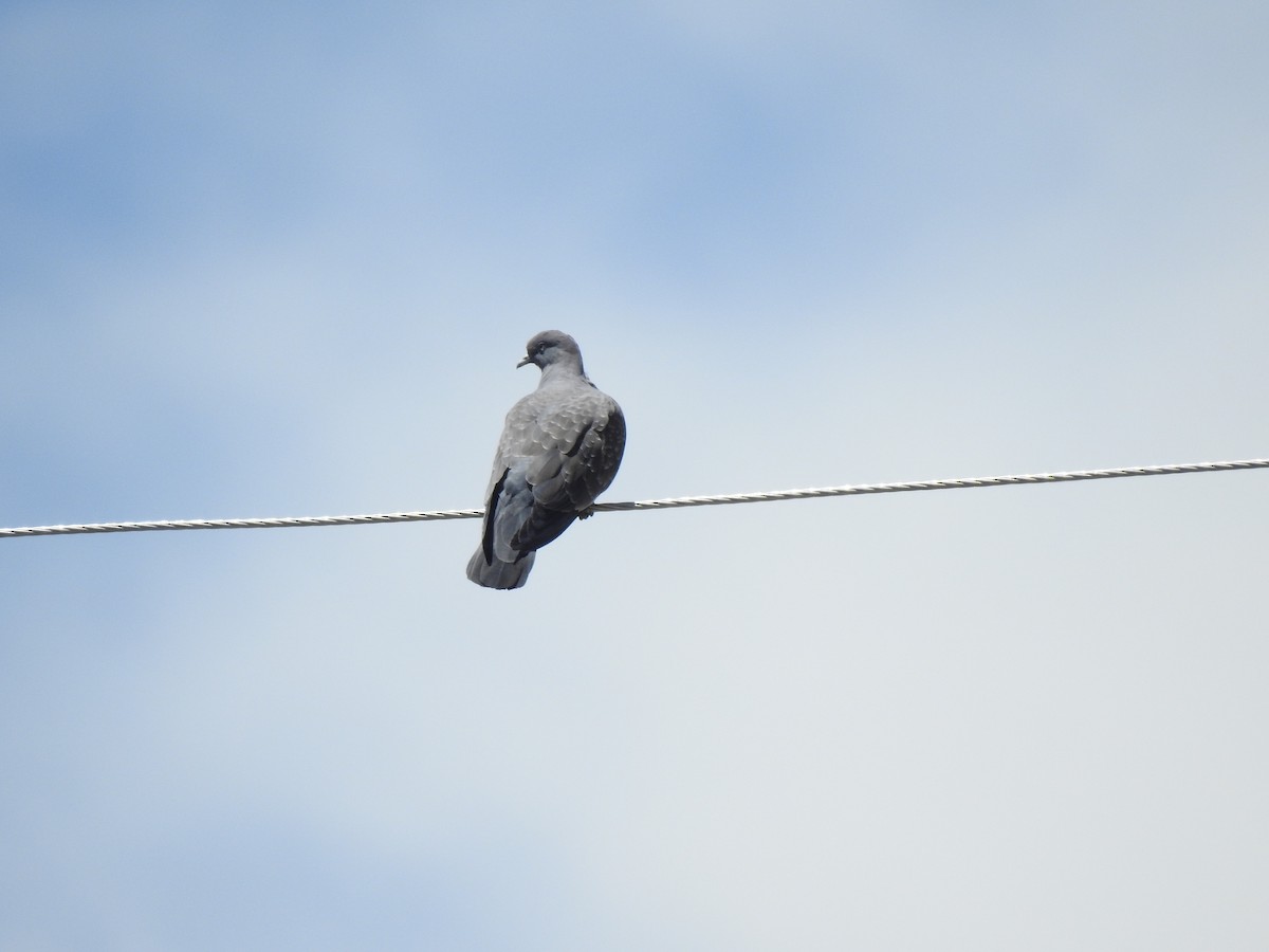 Spot-winged Pigeon - ML612219515