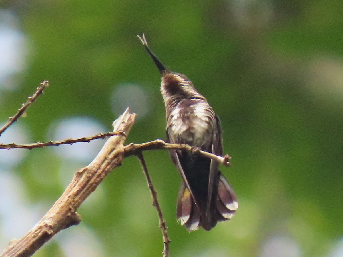 Fiery-tailed Awlbill - Hugo Foxonet