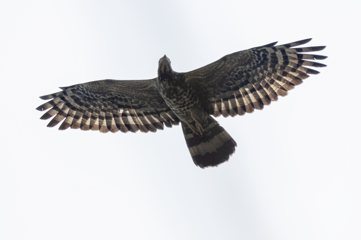 Oriental Honey-buzzard - ML612219562