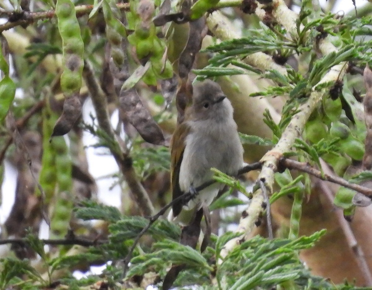 Green-backed Honeyguide - Bob Swann