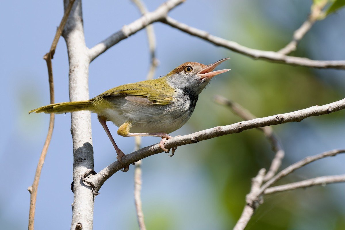 Dark-necked Tailorbird - Sam Hambly