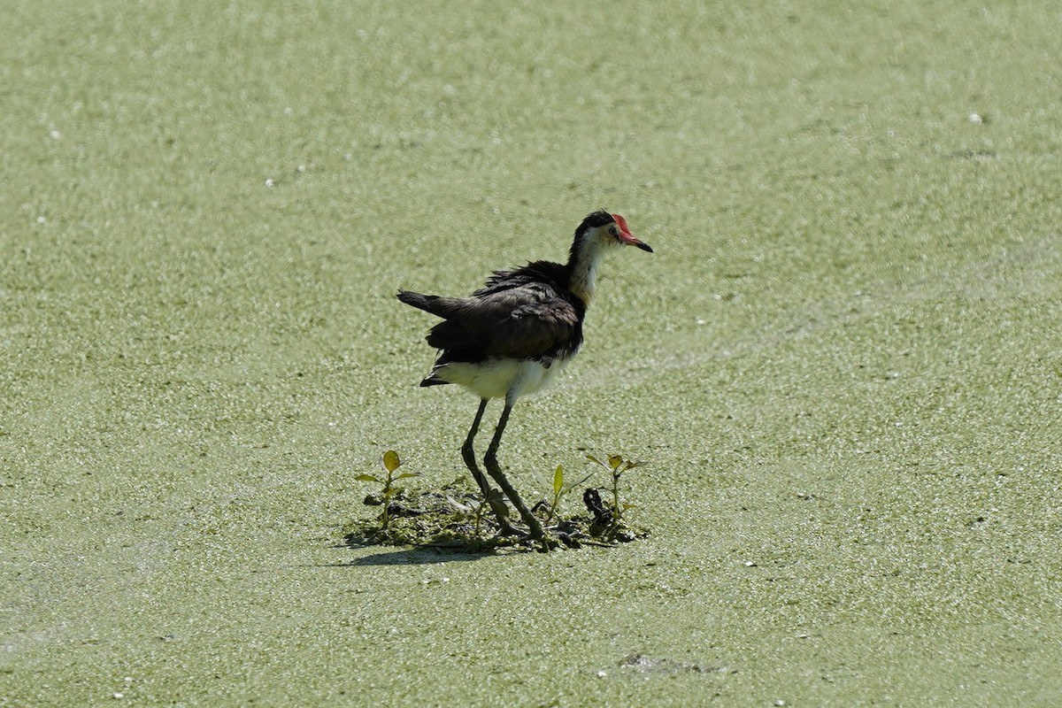 Comb-crested Jacana - Joshua Moody