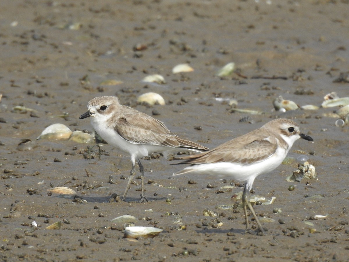 Tibetan Sand-Plover - Ramu Alluri