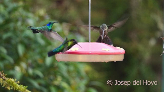 Colibrí Oreja Violeta Menor - ML612219687