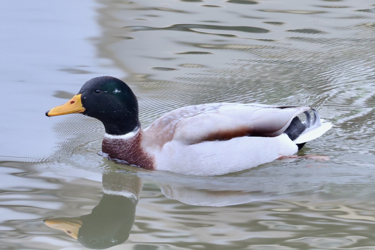 Mallard - ML612219690