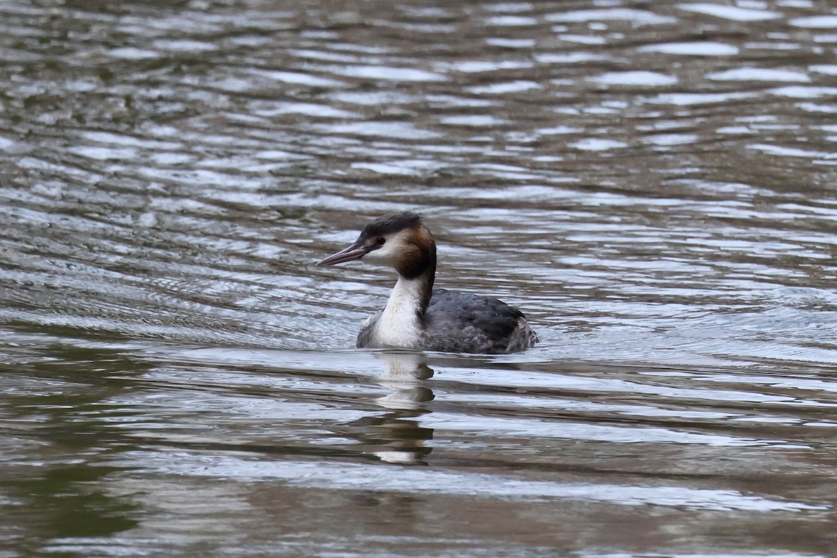 Great Crested Grebe - ML612219692