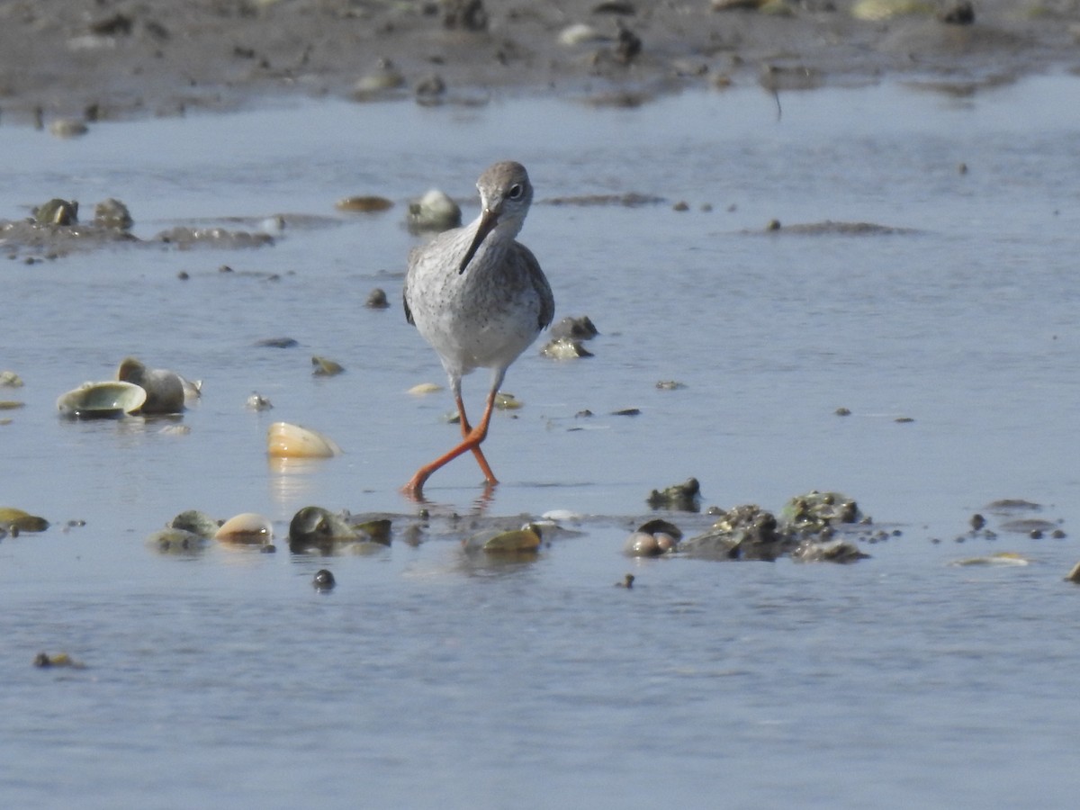 Common Redshank - ML612219705