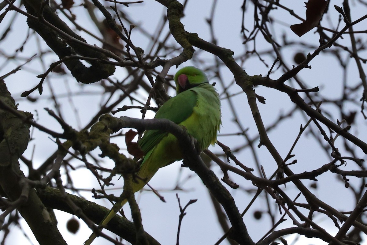 Rose-ringed Parakeet - ML612219707