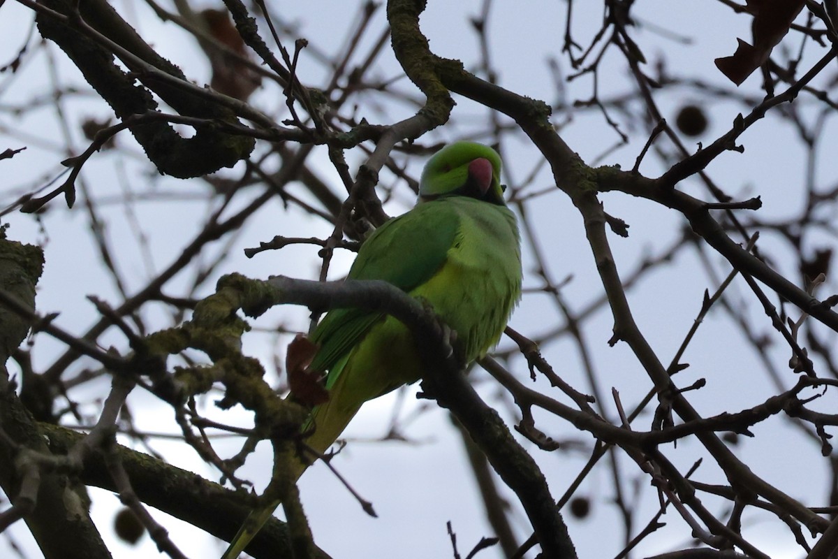 Rose-ringed Parakeet - ML612219708
