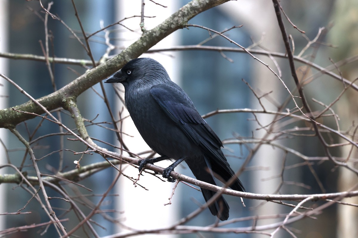 Eurasian Jackdaw - ML612219712