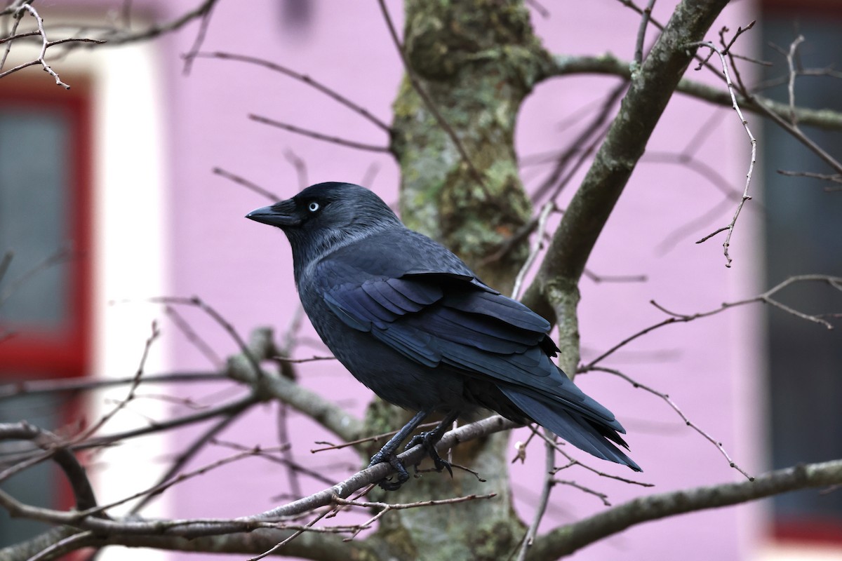 Eurasian Jackdaw - ML612219713