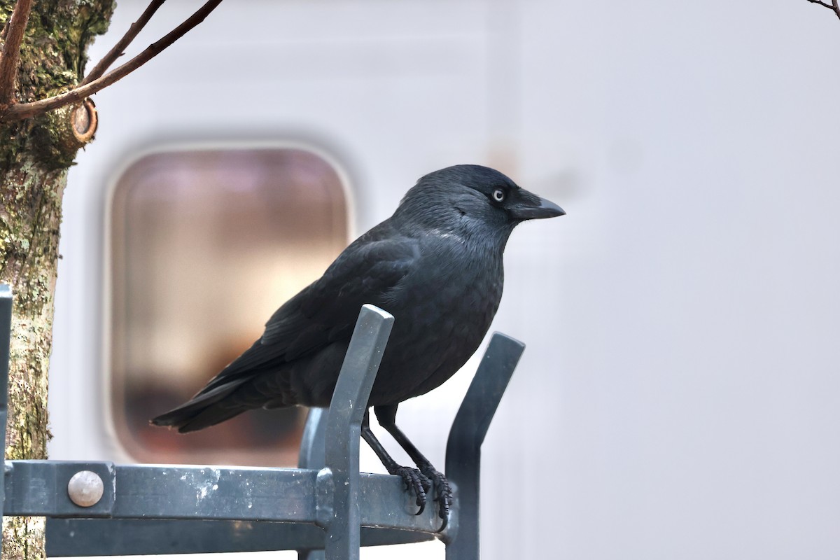 Eurasian Jackdaw - ML612219714