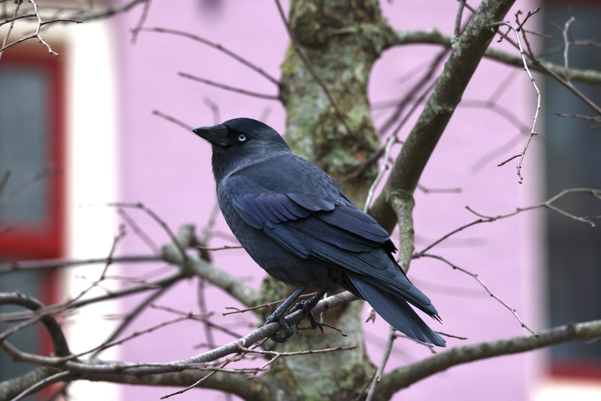 Eurasian Jackdaw - ML612219715