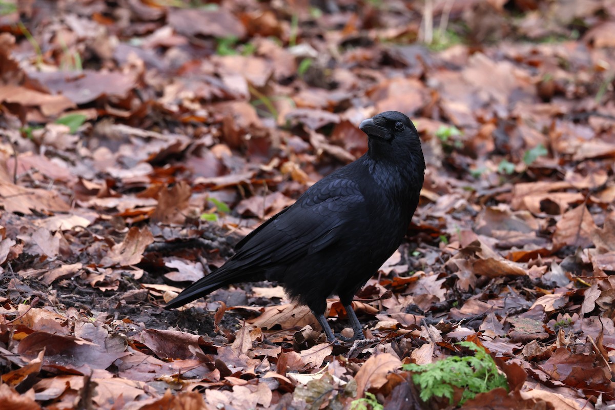Carrion Crow - ML612219716
