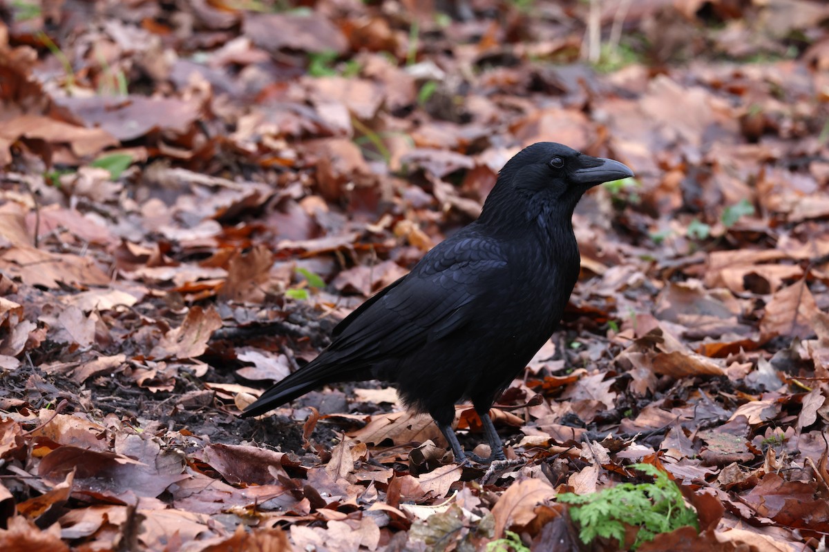 Carrion Crow - ML612219717