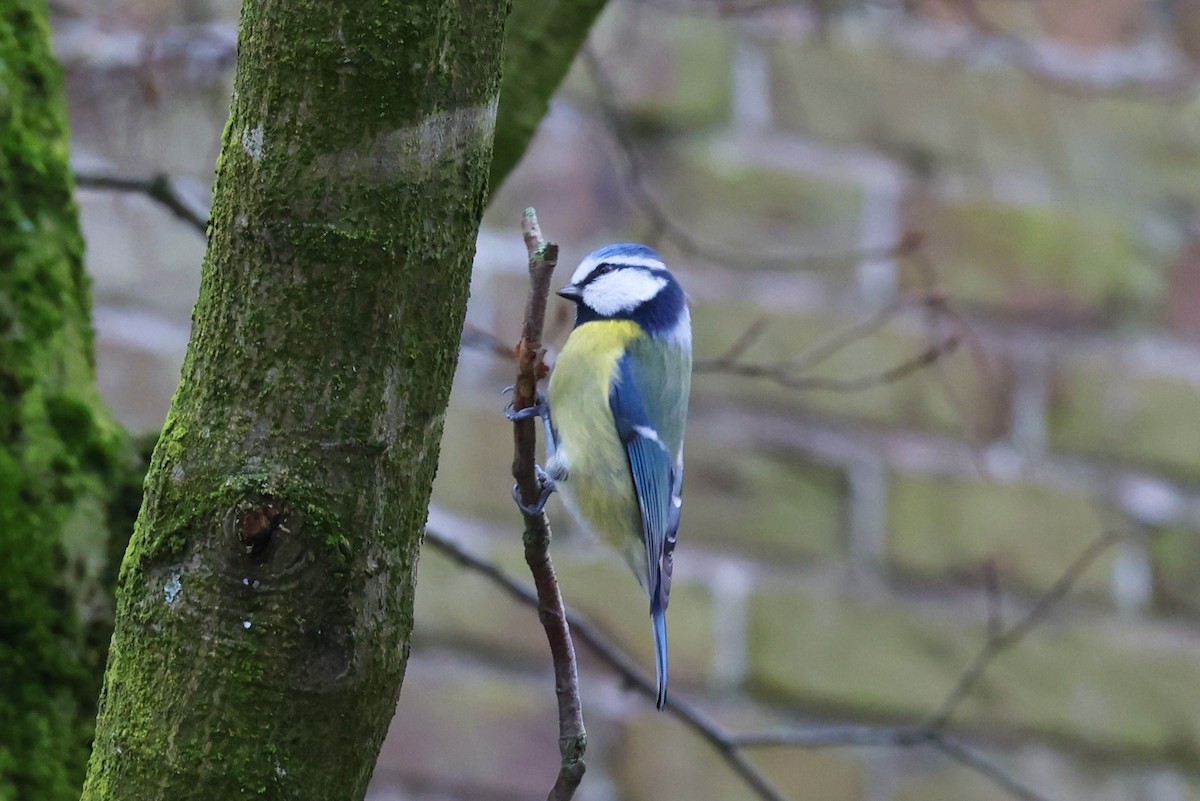 Eurasian Blue Tit - ML612219719